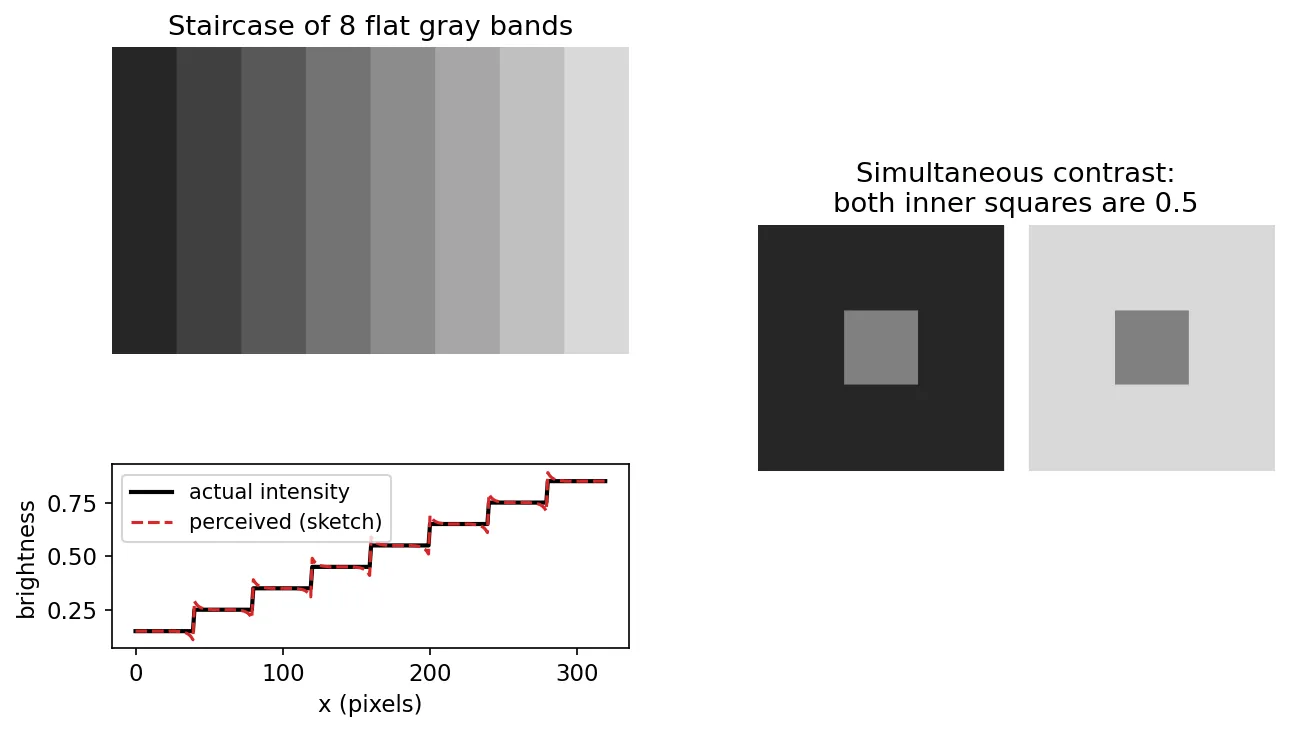 Left: eight flat gray bands with a plot showing the true staircase profile and a sketched perceived profile with overshoots at each edge. Right: two identical mid-gray squares on dark and light backgrounds.